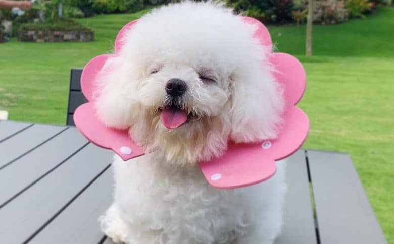 a Mini Bichon Frise wearing a pink flower collar