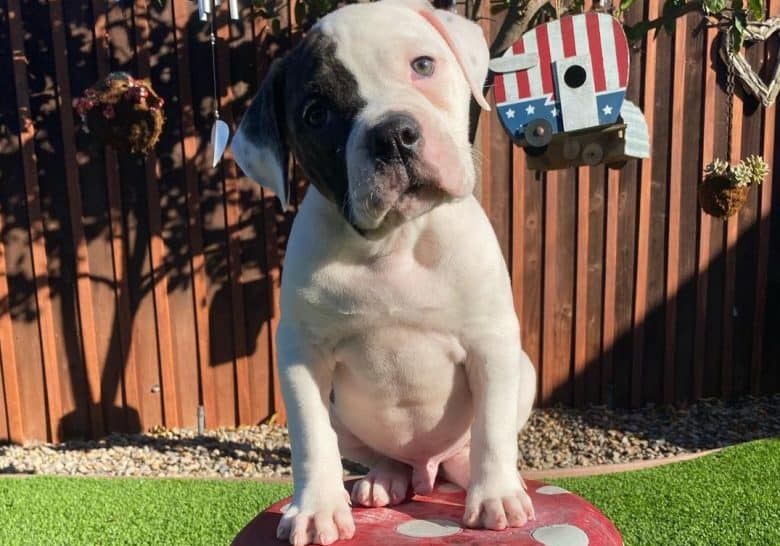 a precious American Bulldog puppy sitting on a mushroom