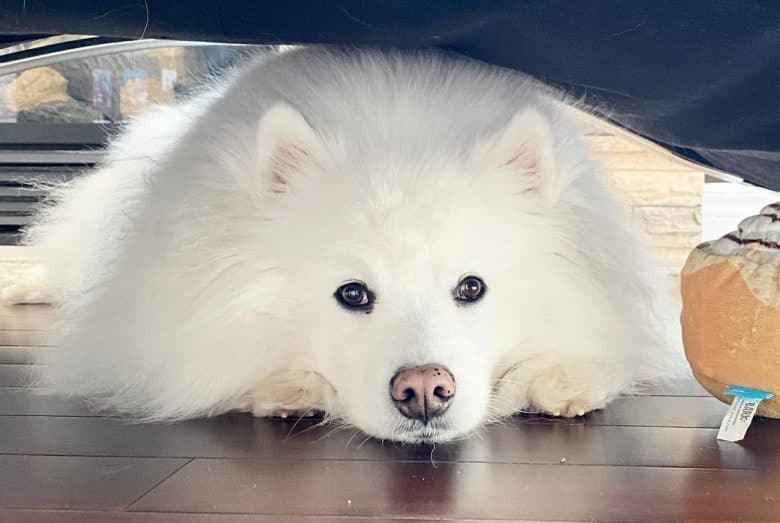a precious American Eskimo hiding