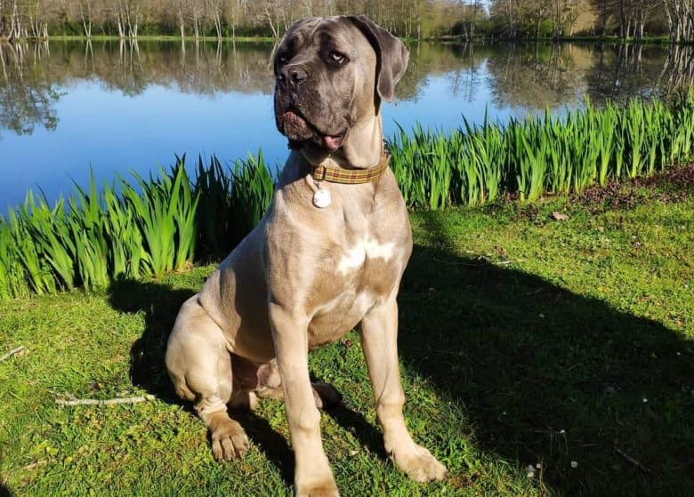 a Cane Corso puppy sitting near a lake