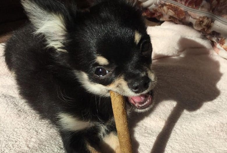 A Chihuahua enjoying his treat inside a dog bed