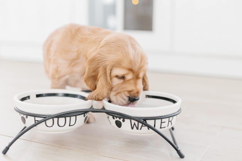 a Cocker Spaniel puppy drinking water