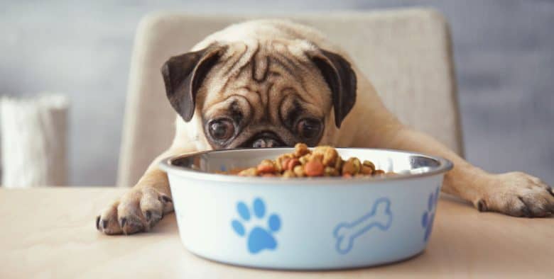 A cute, little Pug dog eating in the table