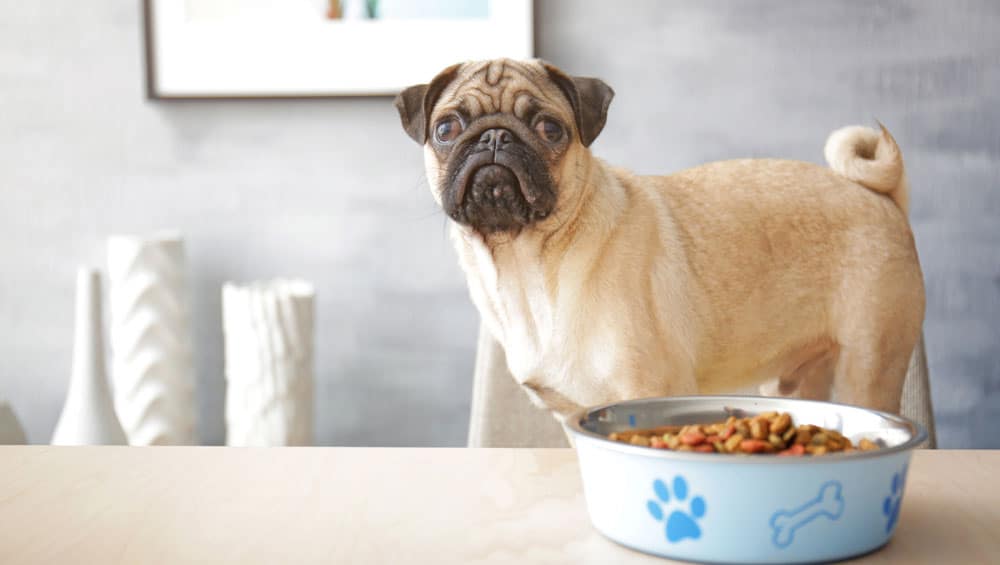 Cute little Pug dog waiting for the food in the table