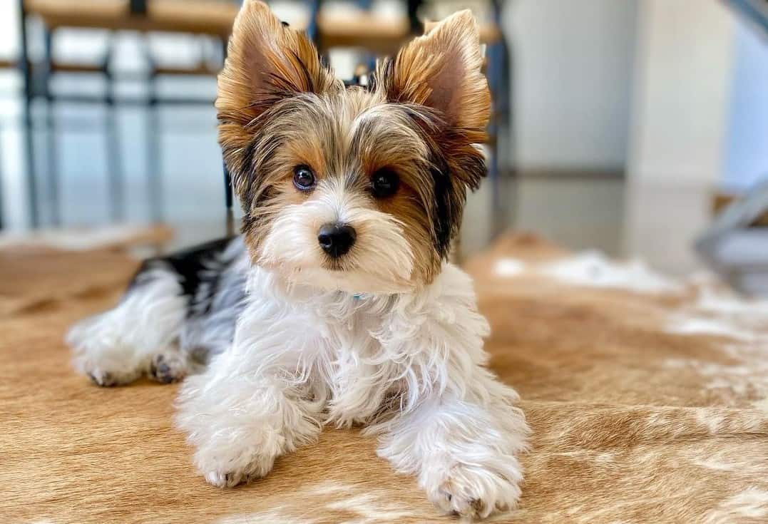 yorkie-colors-the-standard-rare-yorkie-coat-colors-k9-web