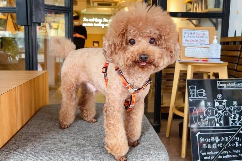a groomed Poodle standing on a cushion