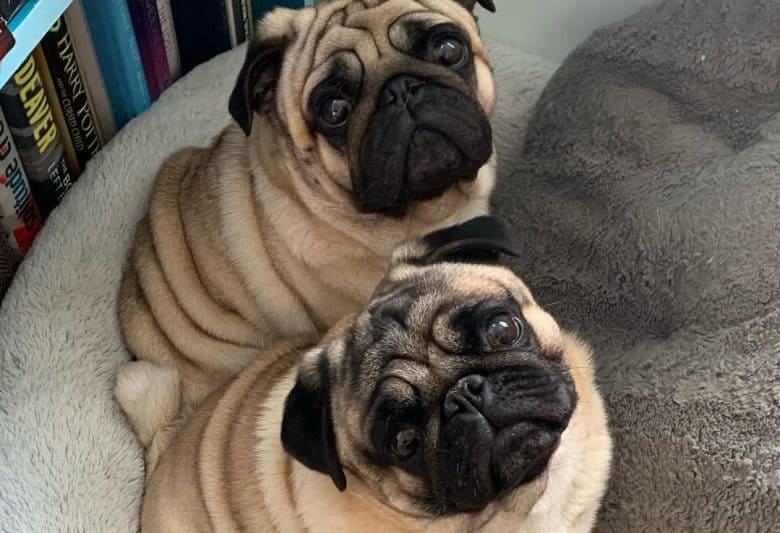 Pug puppies adorably looking up while sitting on a soft dog bed