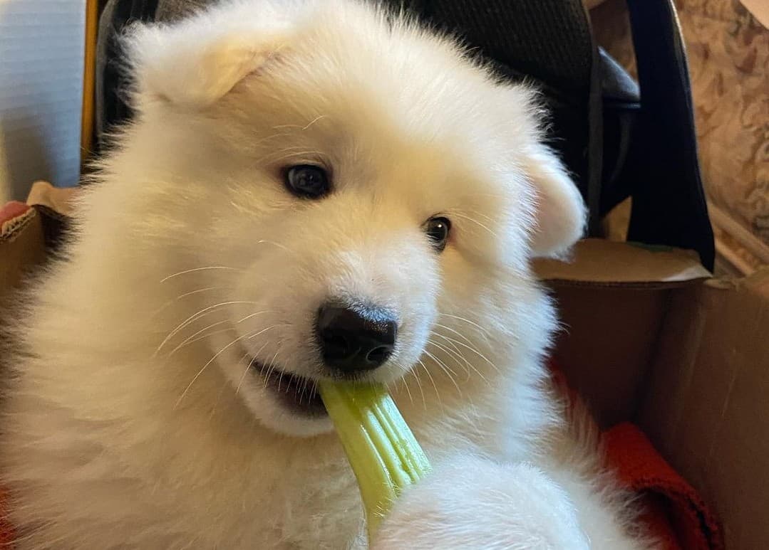 11 Best Dog Food for Shedding 2023 (Premium & Budget) K9 