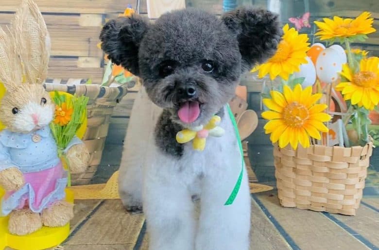 a Teacup Poodle with mouse ears wearing a flower collar