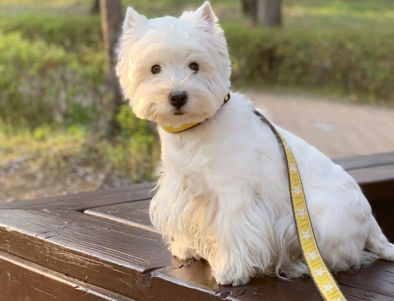 a West Highland White Terrier sitting on a wooden chair