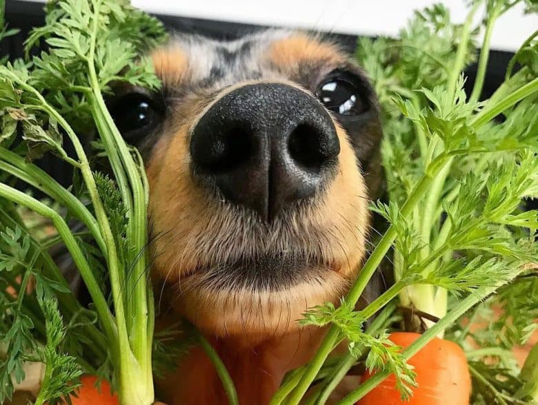 a Dachshund with raw carrots