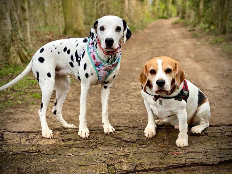 a Dalmatian puppy and Beagle puppy on a dried log
