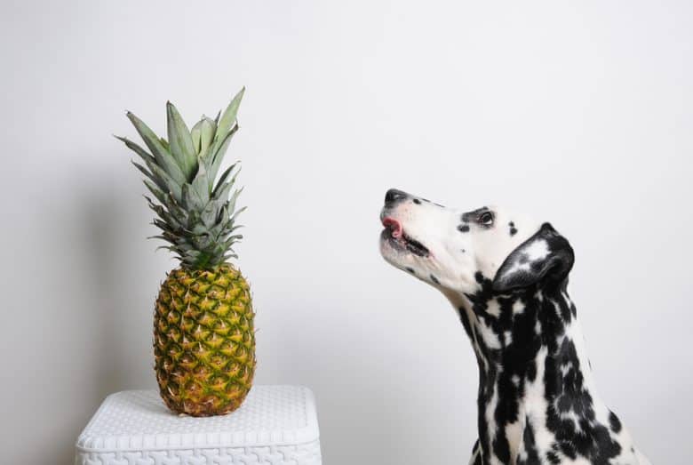 A Dalmatian wanting to eat a pineapple