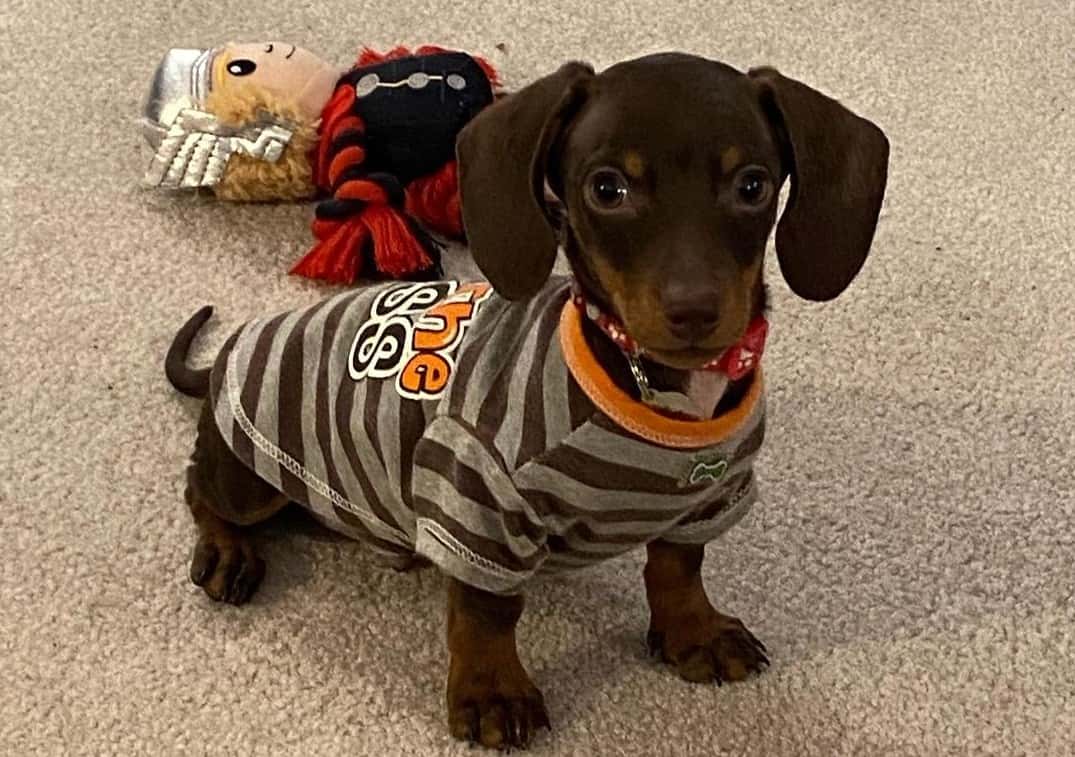 Meet the Best Teacup Dog Breeds in the World K9 