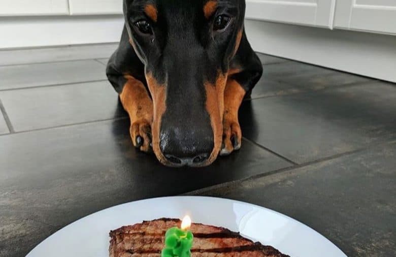 an adorable Doberman looking up at a steak with candle