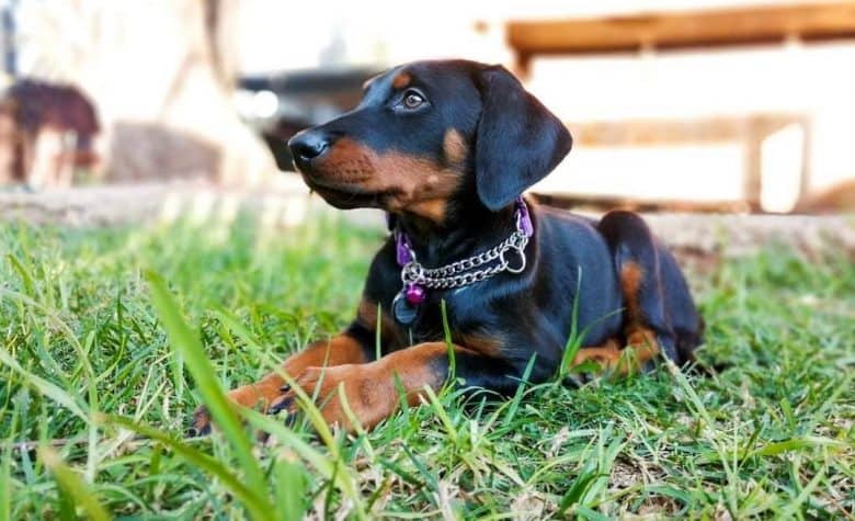 a behave Doberman puppy wearing a dog chain