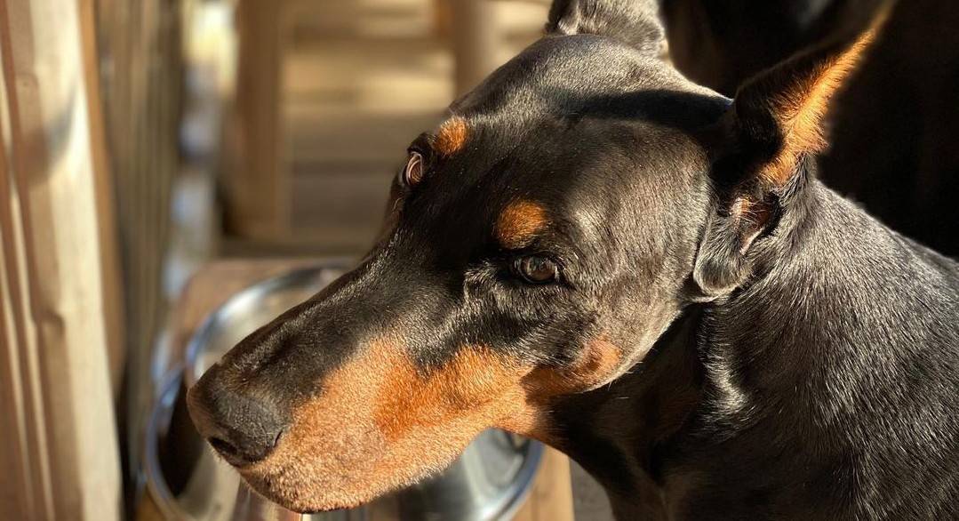 13 Best Dog Foods for Dobermans 2023 (Premium & Budget) K9 
