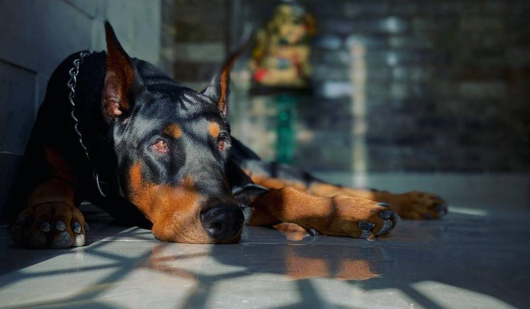13 Best Dog Foods for Dobermans 2023 (Premium & Budget) K9 Web