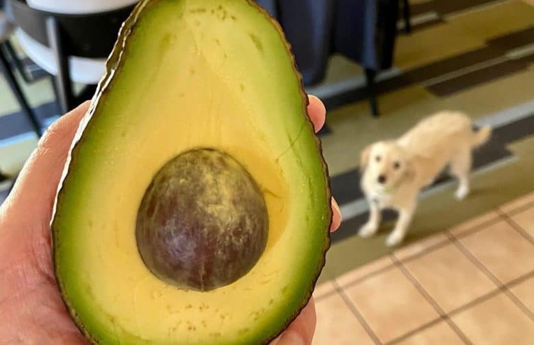 a dog looking up towards an avocado