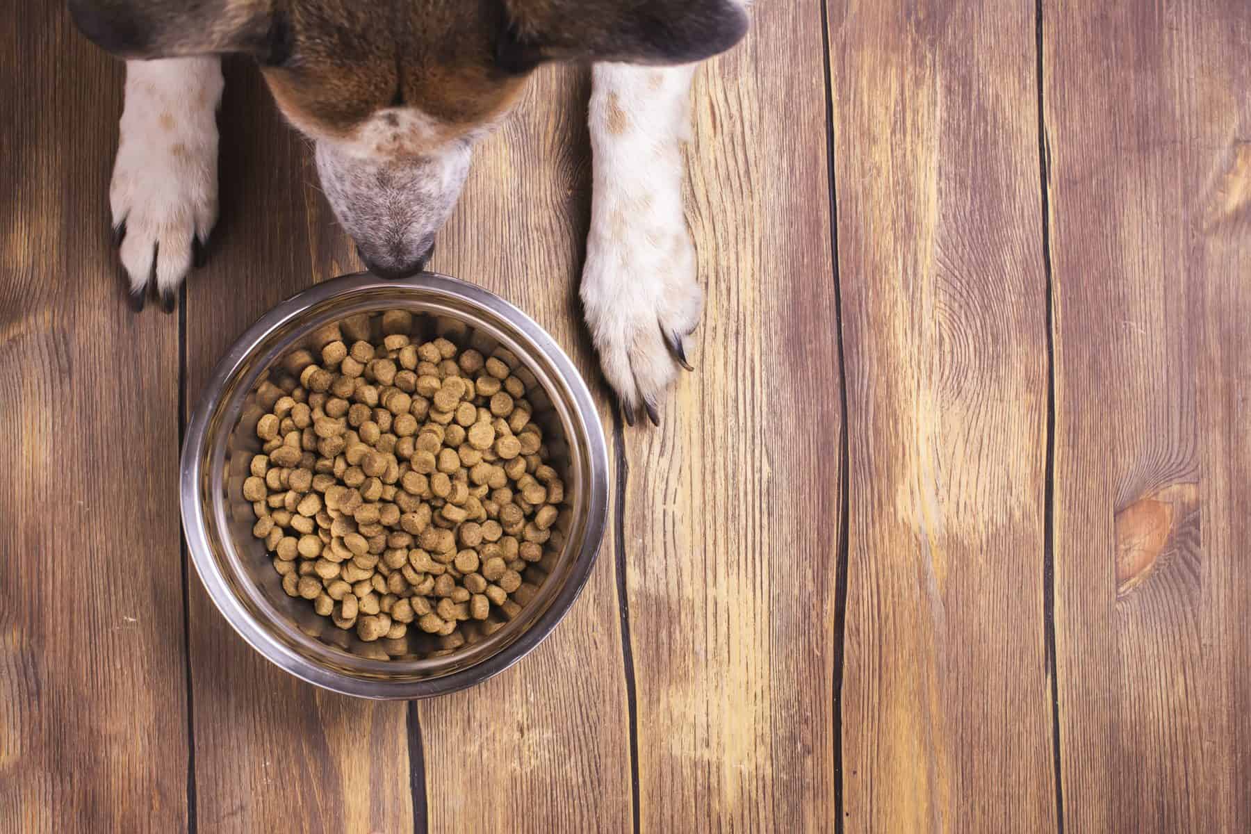 an overhead shot of a dog with a bowl with kibbles