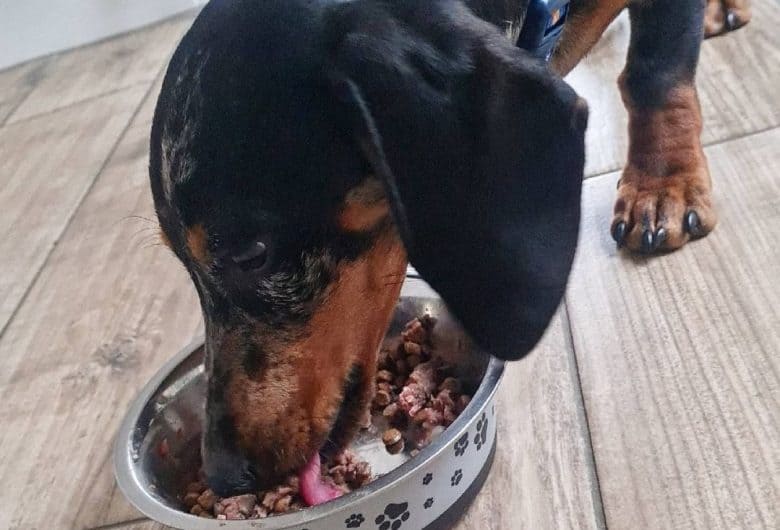 A Doxie savoring his mixed dog food