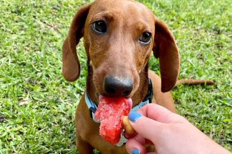 a Doxie standing outside while eating a popsicle
