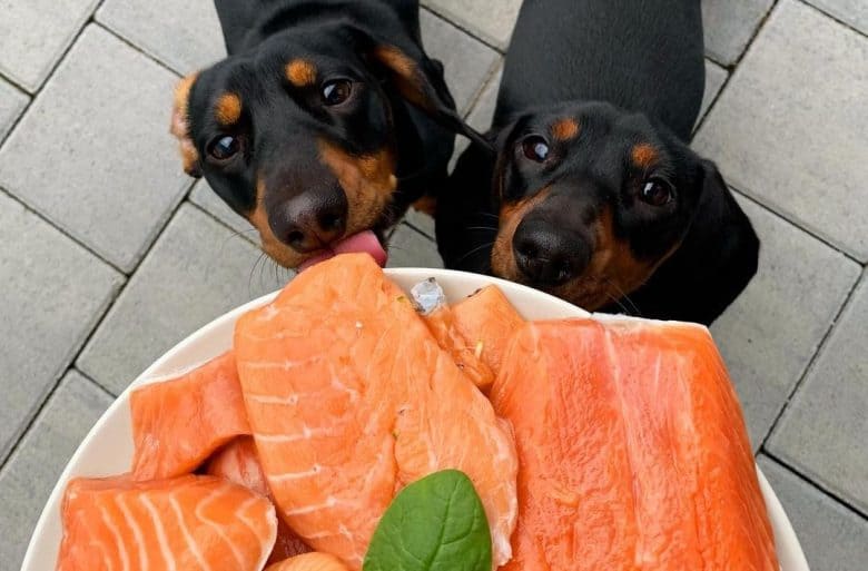 Doxies looking up and excited to take a bite of their raw salmon