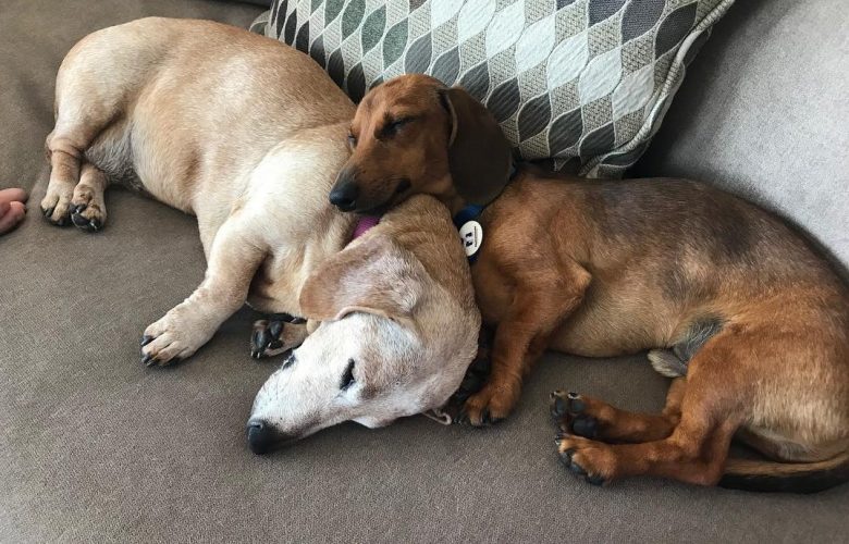 Doxies comfortably laying on a soft couch