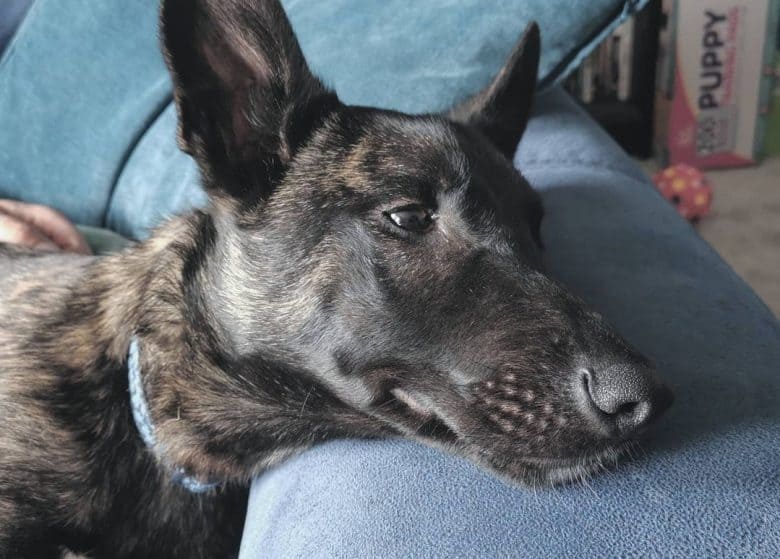 a Dutch Shepherd laying on a couch