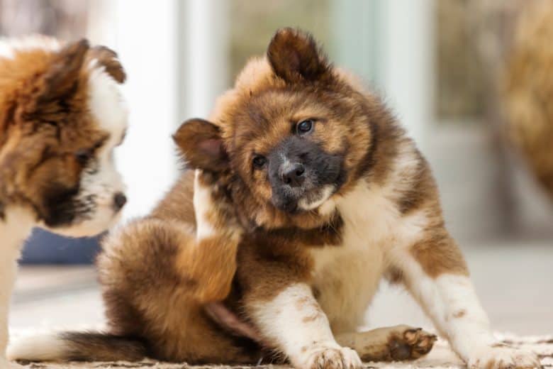 an Elo puppy scratching behind ears