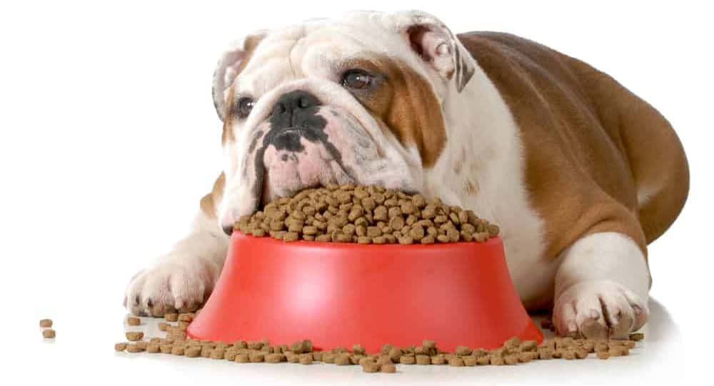 The 12 Best Dog Food for Liver Disease in Canines K9 