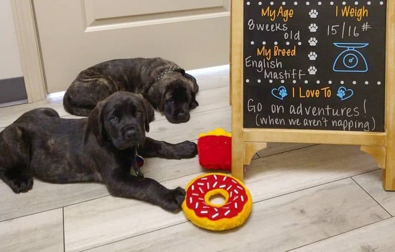 Two English Mastiff puppies with a blackboard