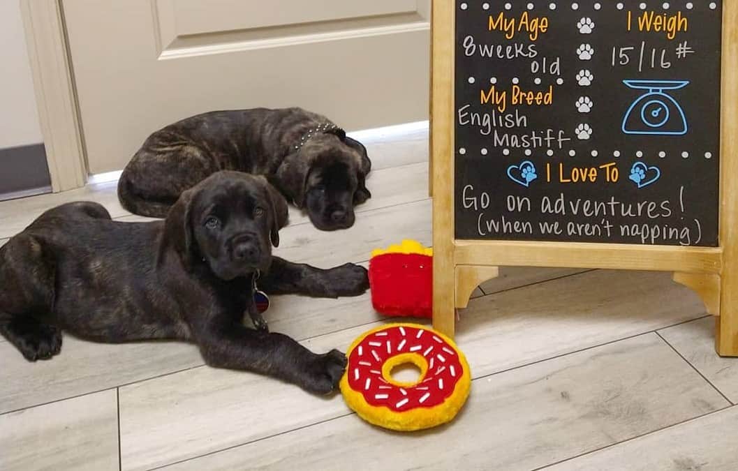 13 Best Dog Foods for English Mastiffs 2023 (Premium & Budget) K9 Web