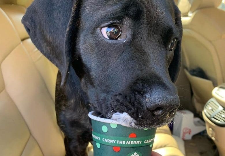 an English Mastiff eating his treat