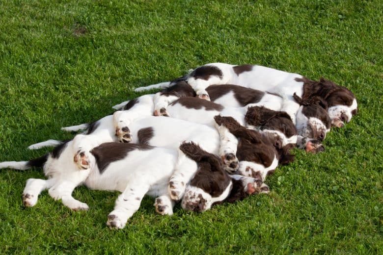 five sleeping Springer Spaniel puppies