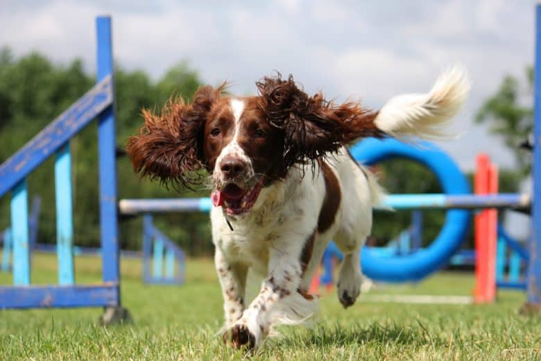An English Springer sprinting on a training ground