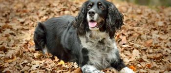 A happy English Springer Spaniel laying on dried leaves