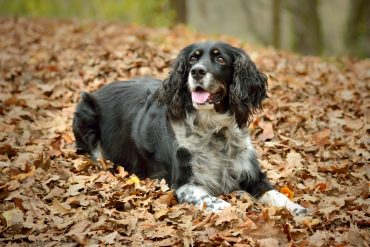 A happy English Springer Spaniel laying on dried leaves