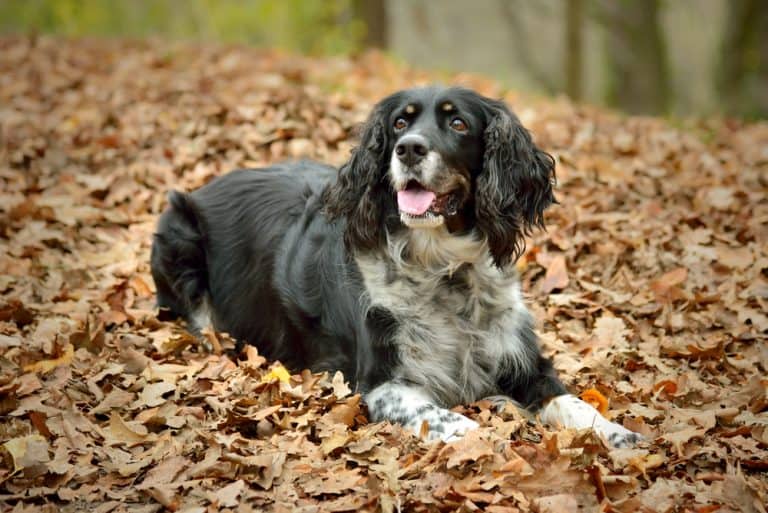 The English Springer Spaniel: A Working & Winning Show Dog Breed - K9 Web