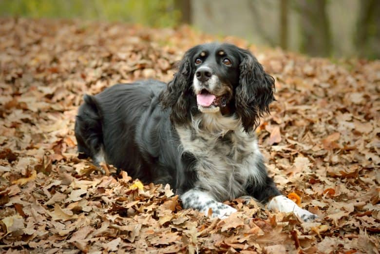 A happy English Springer Spaniel laying on dried leaves