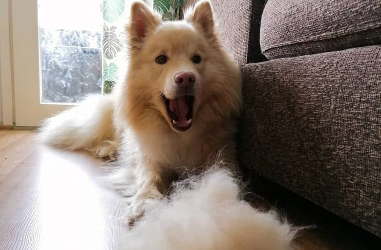A Finnish Lapphund laying near a couch
