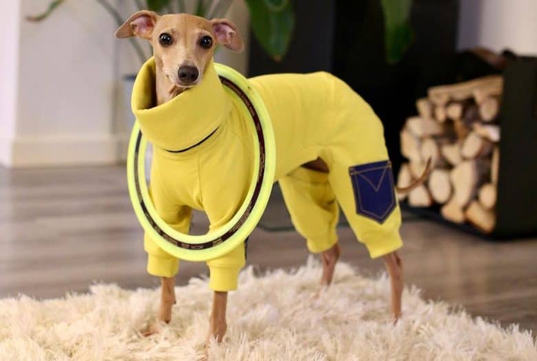an Italian Greyhound wearing a jumpsuit pair with his toy