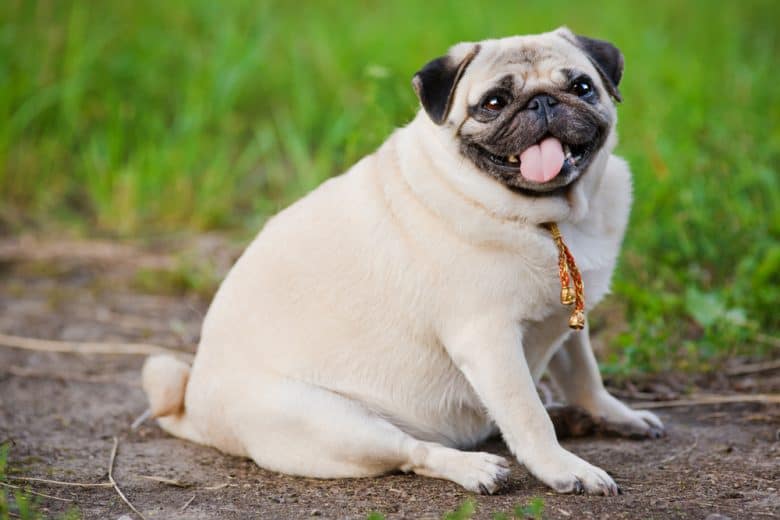 a Pug sitting on dirt happily