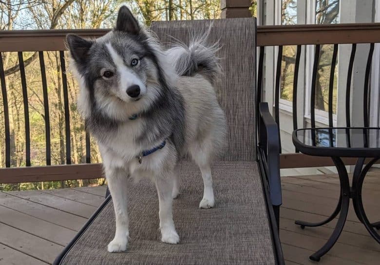 a bi-eyed Huskimo standing on a beach chair