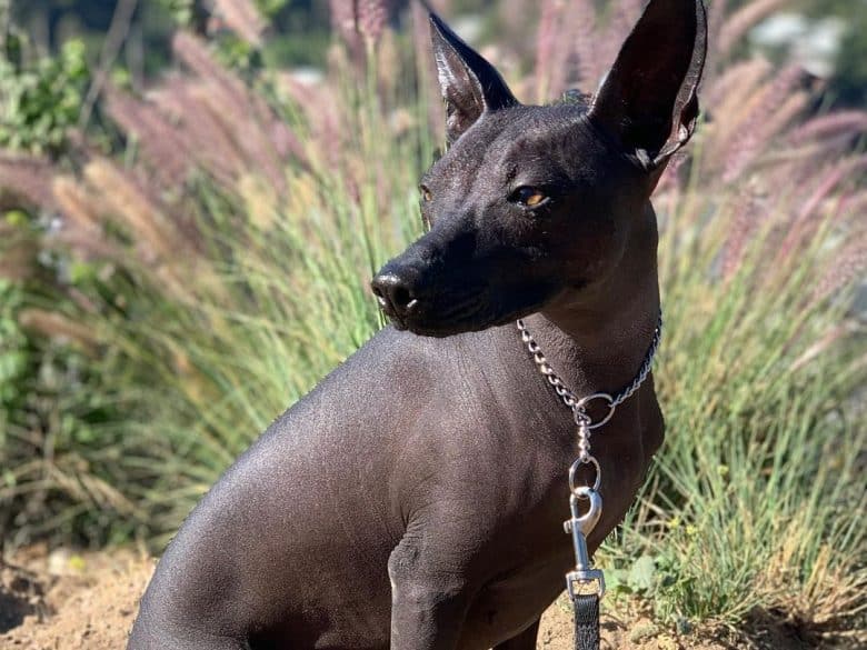 a Xoloitzcuintli, a hairless dog on a hike