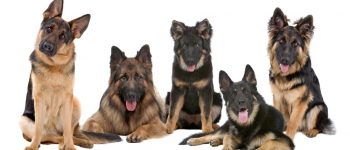 Five German Shepherd happily posing for adorable picture