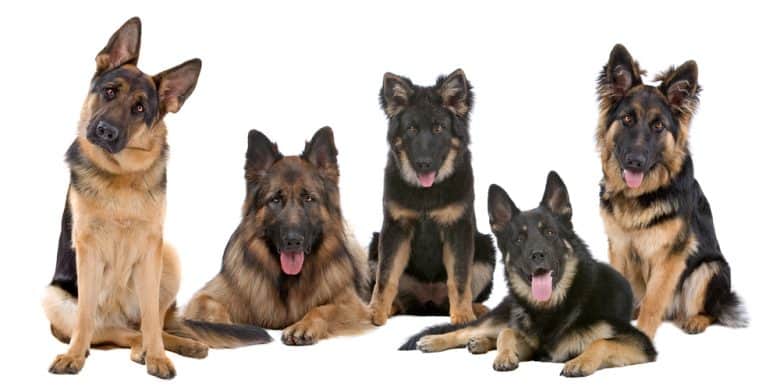 Five German Shepherd happily posing for adorable picture