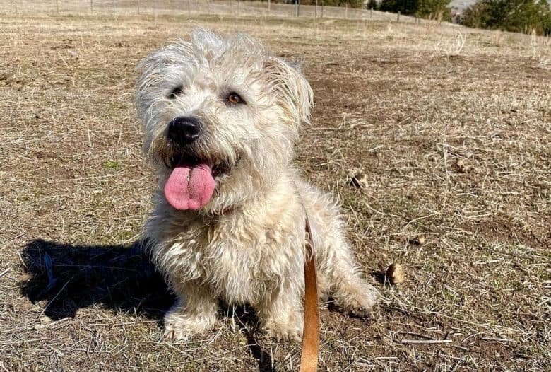 a Glen of Imaal Terrier enjoying the sun with tongue out