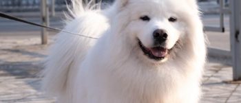 an American Eskimo smiling for a photo op