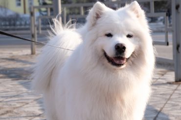 an American Eskimo smiling for a photo op